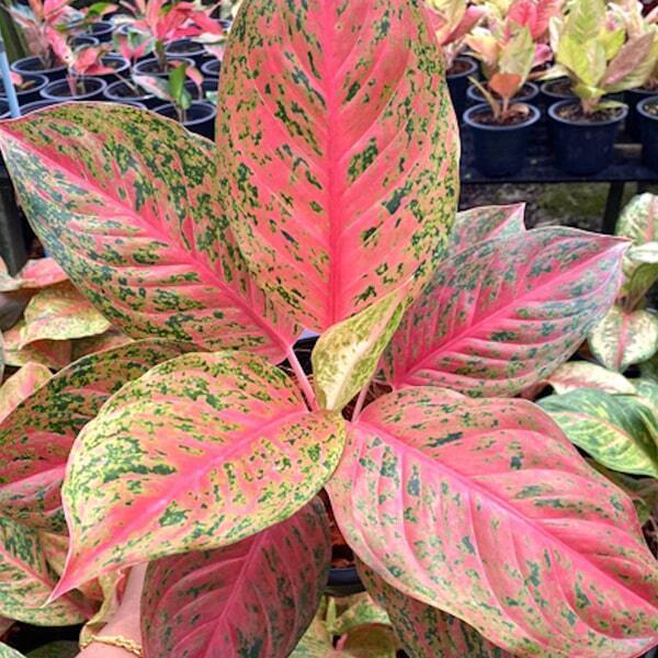 Aglaonema LAK SAB N1