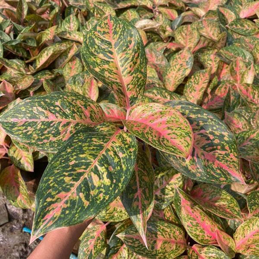 Aglaonema GOLDEN DRAGON