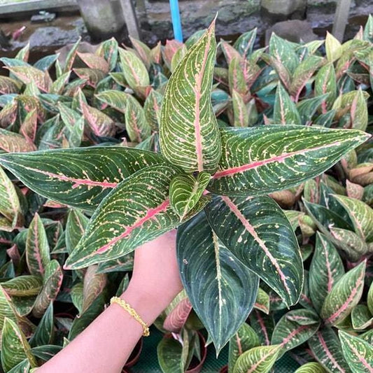 Aglaonema GREEN LEGACY