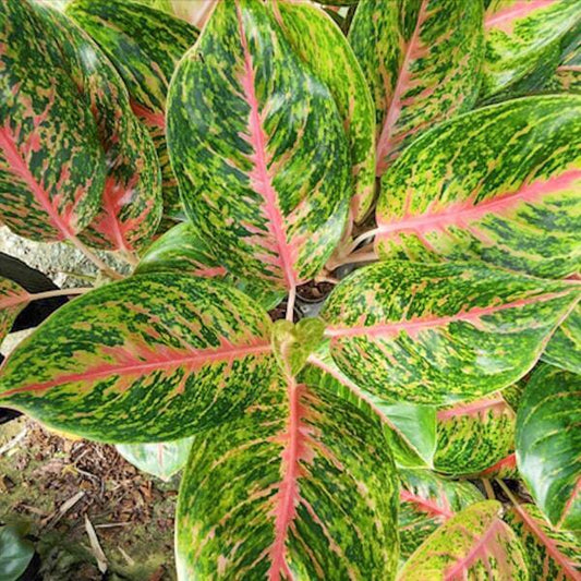 Aglaonema MAHA LAB