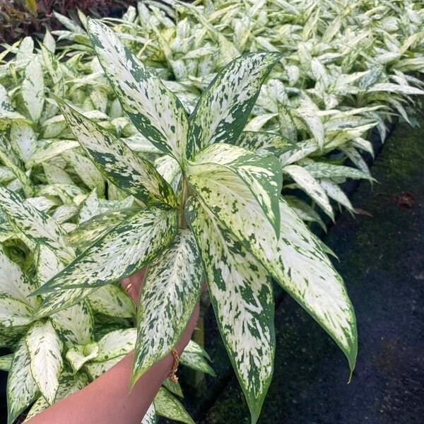 Dieffenbachia STAR BRIGHT