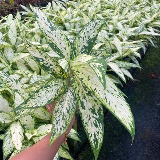 Dieffenbachia STAR BRIGHT