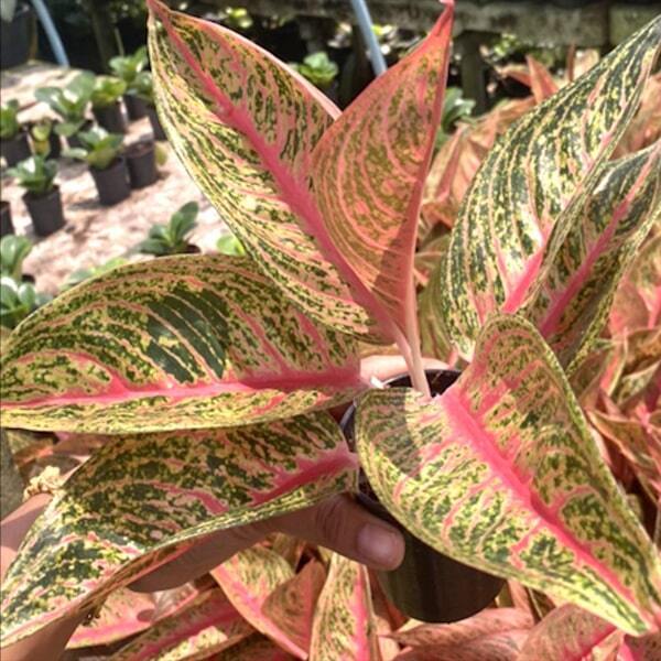 Aglaonema RUAY LON FAH