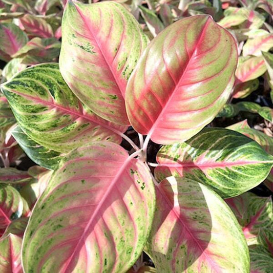 Aglaonema DOUNG HENG
