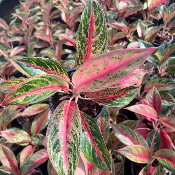 Aglaonema MONGKOL SIAM