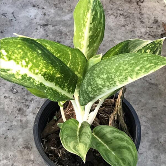 Aglaonema THONG TEM BAAN