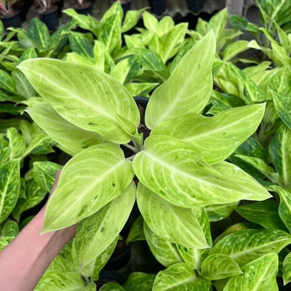 Aglaonema SUNDROP