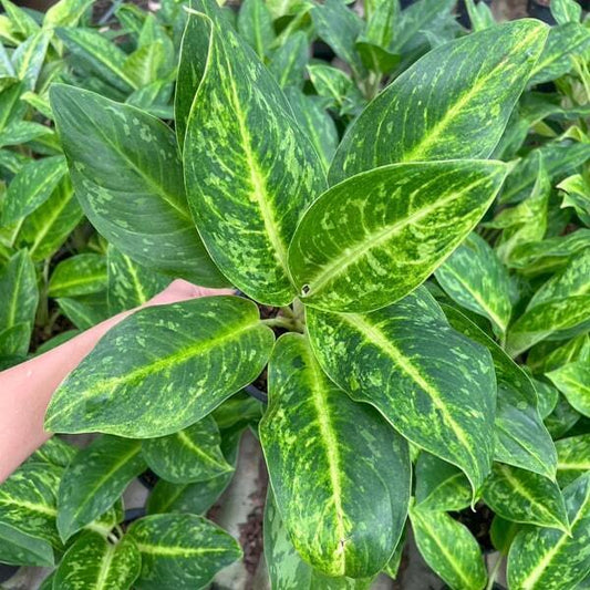 Aglaonema GREEN SUNDROP