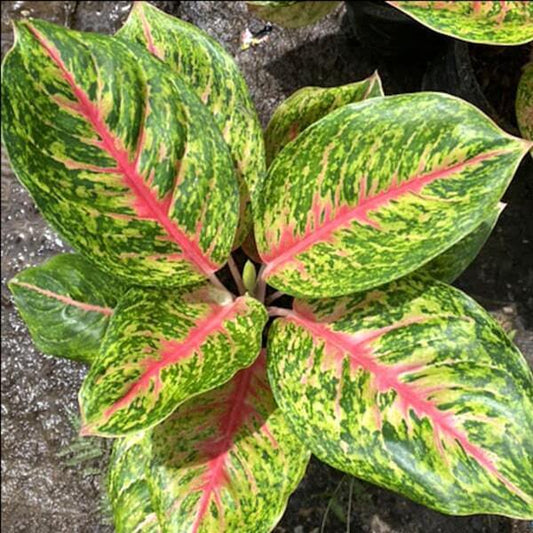 Aglaonema RUAY LAB