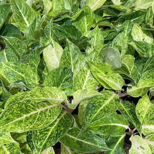 Aglaonema LAK SAB THONG