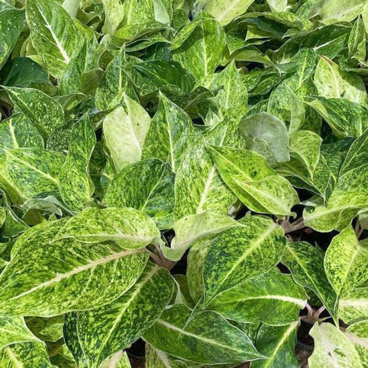 Aglaonema LAK SAB THONG