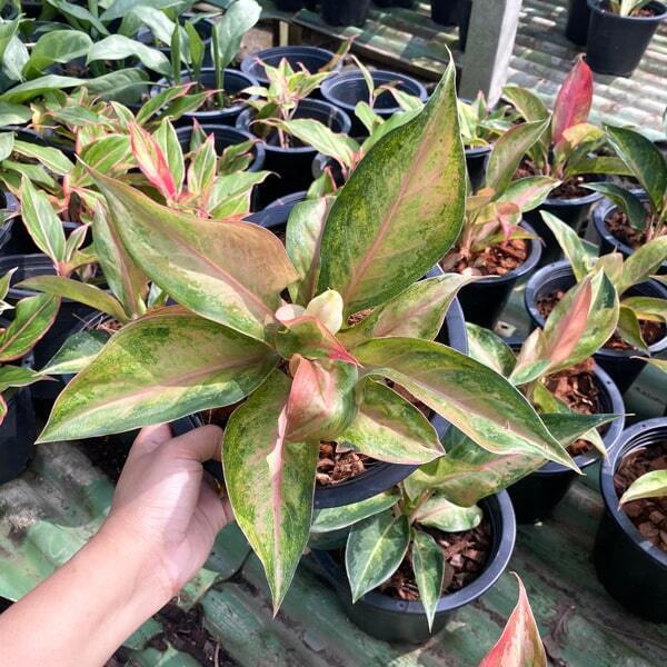 Aglaonema AMORN