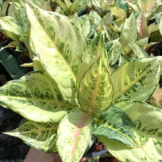 Aglaonema LUCKY