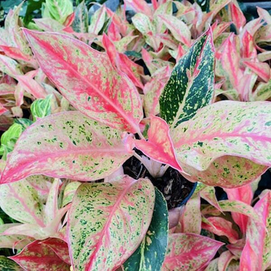 Aglaonema PRESTIGE