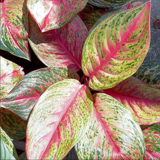 Aglaonema SEDTHEE RUNG RUEANG