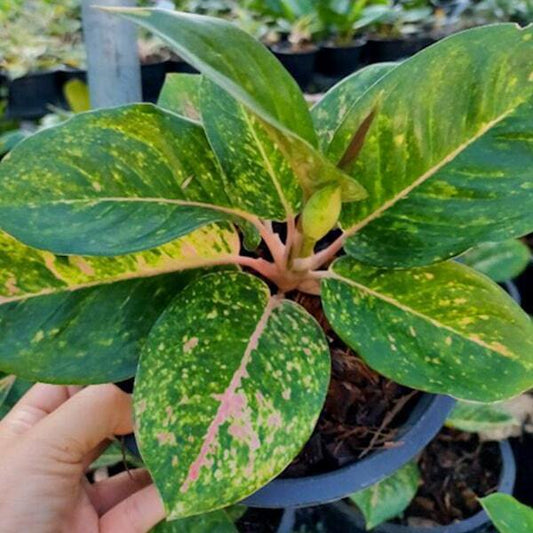 Aglaonema GAMLAI YOK