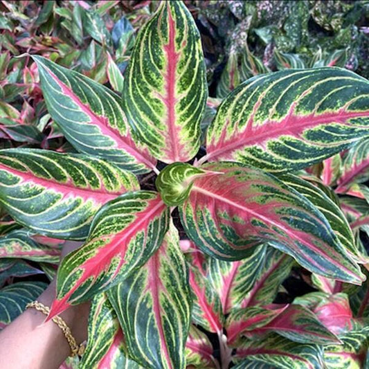 Aglaonema RED PANAMA