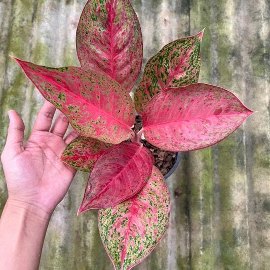 Aglaonema MONGKOL MANEE