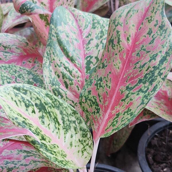 Aglaonema PERM POON SAB
