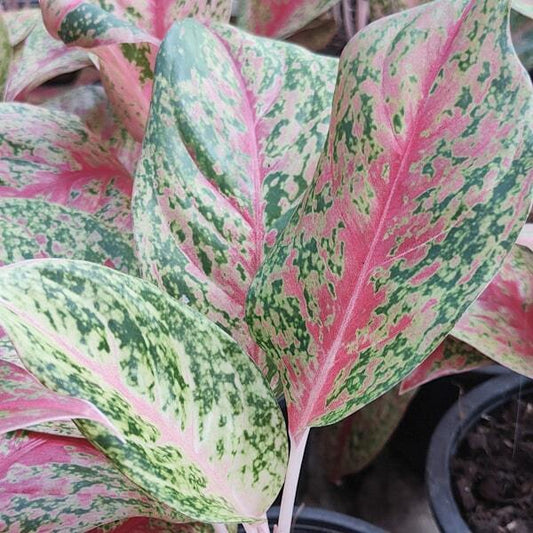 Aglaonema PERM POON SAB