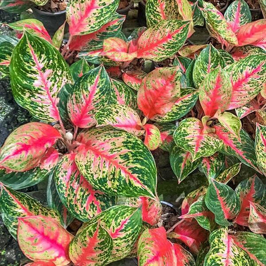 Aglaonema KOD SEDTHEE