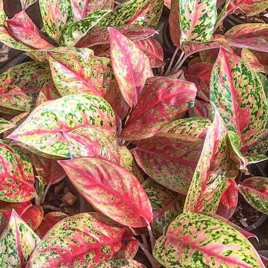 Aglaonema DOUNG MONGKOL