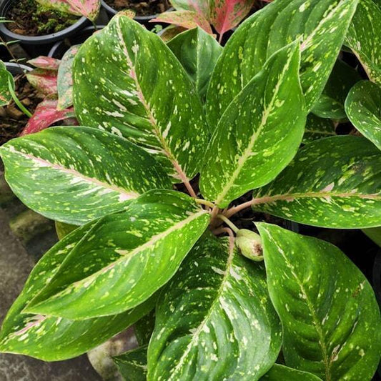 Aglaonema SAMPAO NGERN