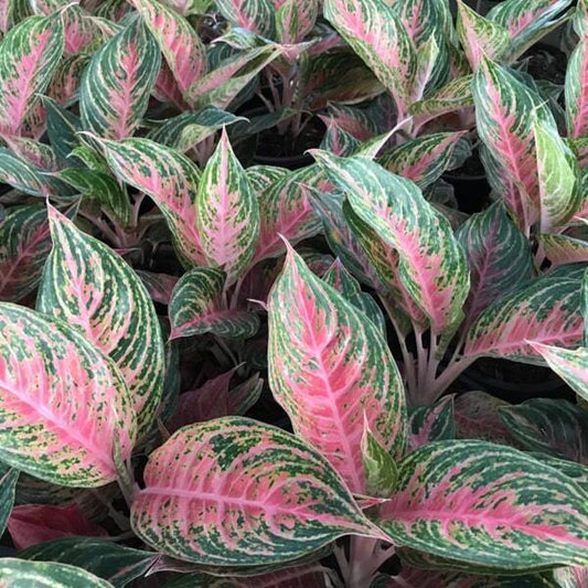 Aglaonema SAB MAHA NAKORN