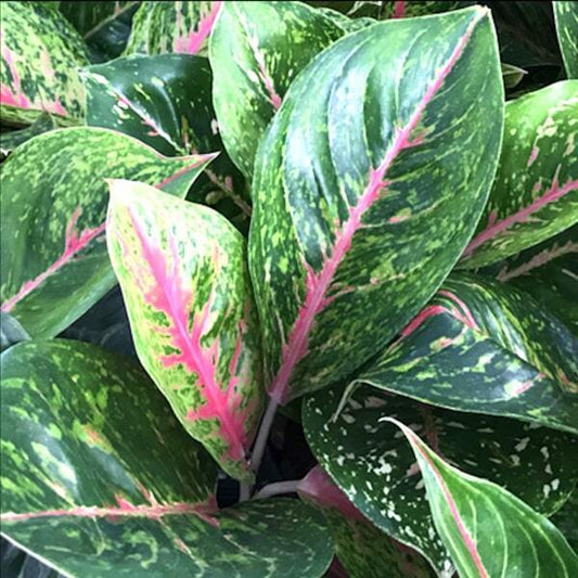 Aglaonema MAHA CHOK
