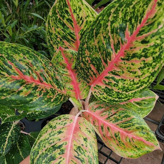 Aglaonema MAHA CHOK TAM