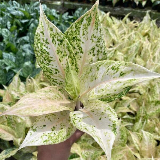 Aglaonema LAK CHAI