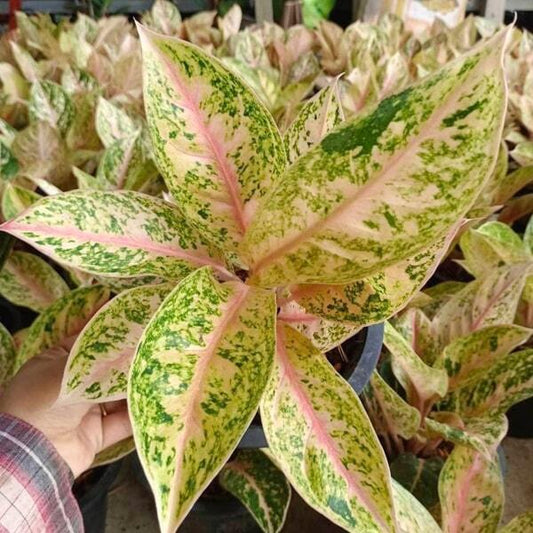 Aglaonema 30 MILLION