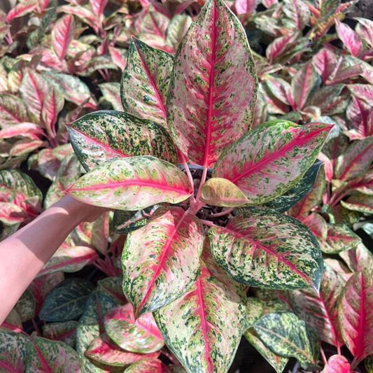 Aglaonema 10 KARAT