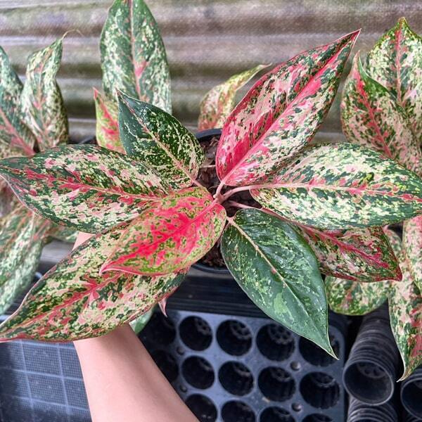 Aglaonema 20 KARAT
