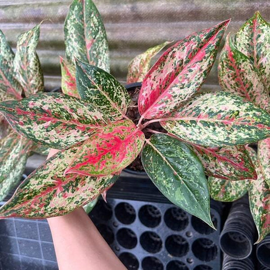Aglaonema 20 KARAT