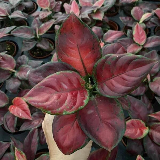 Aglaonema BLACK MAROON