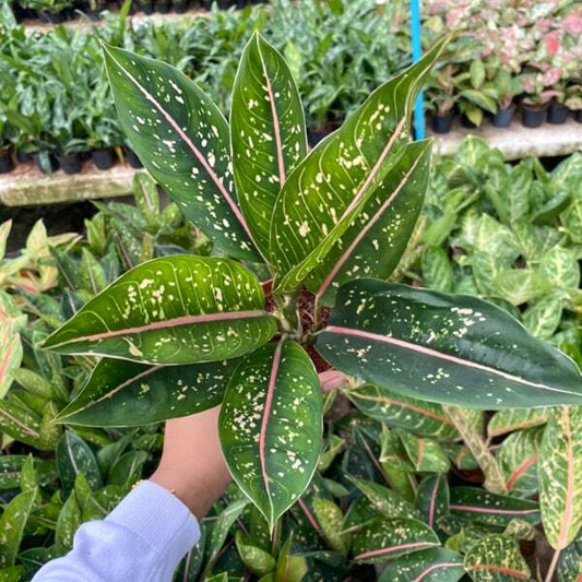 Aglaonema BOR BANLANG