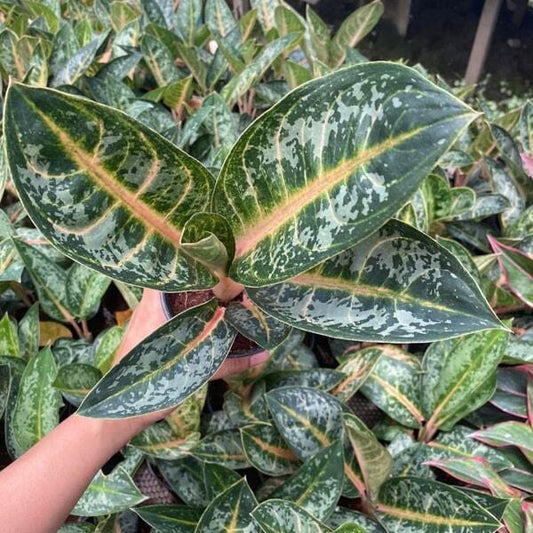 Aglaonema INDIANA QUEEN
