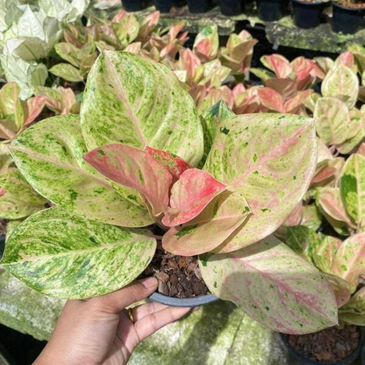 Aglaonema GAMLAI THONG