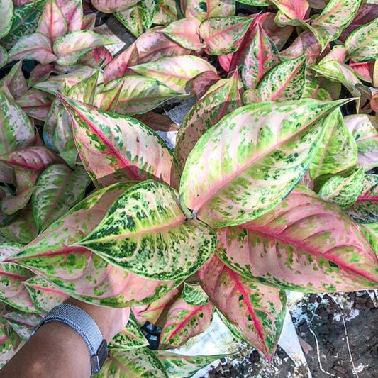 Aglaonema PRAGAI PHET