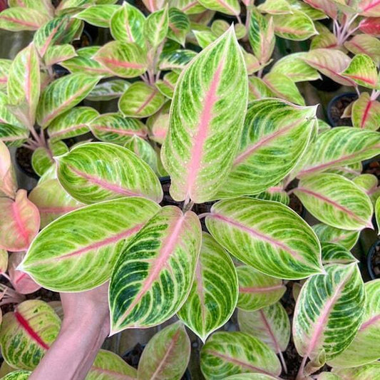 Aglaonema THONG SIAM