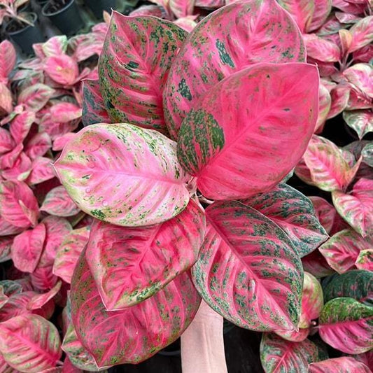 Aglaonema SOMBAT SIAM SOM