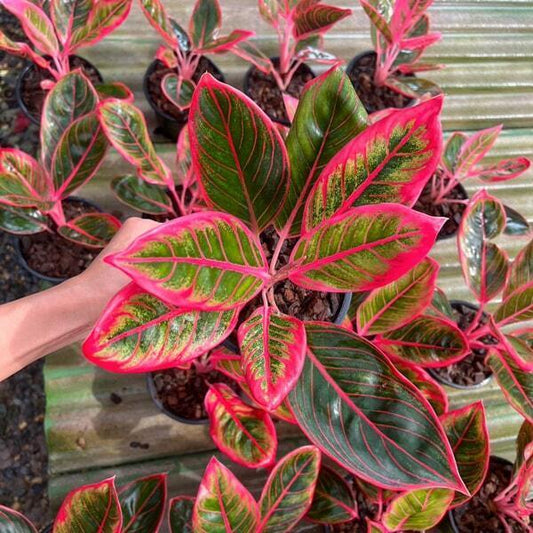 Aglaonema KHANSA/RED LIPSTICK