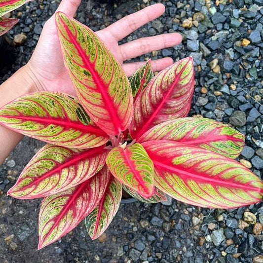 Aglaonema RED NANCY