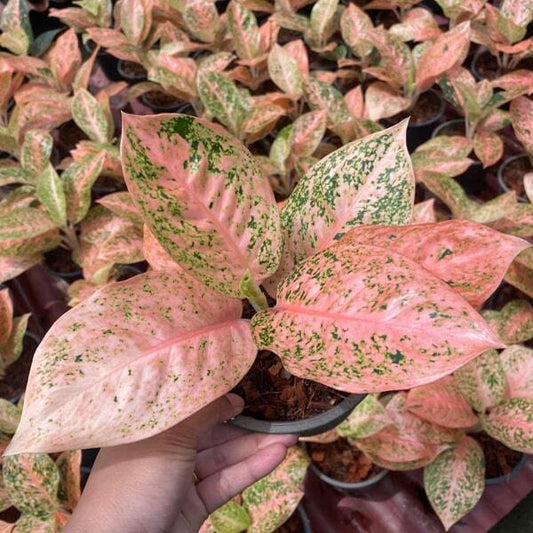 Aglaonema ORANGE PRINCESS
