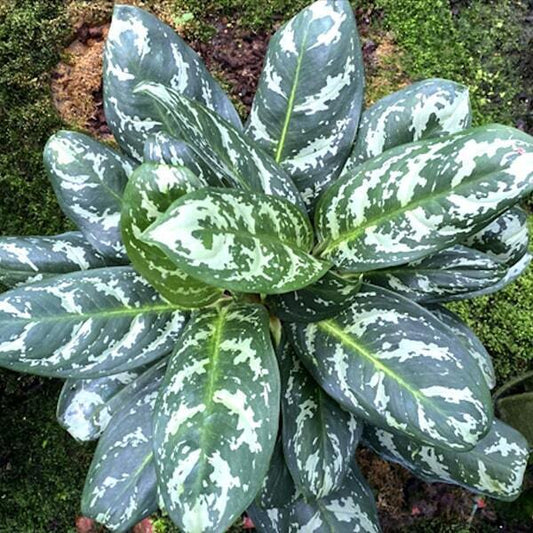 Aglaonema KLED MORAKOT