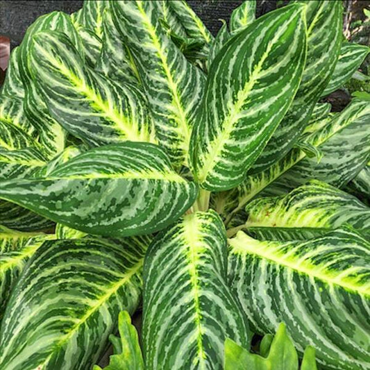 Aglaonema SERM SAB