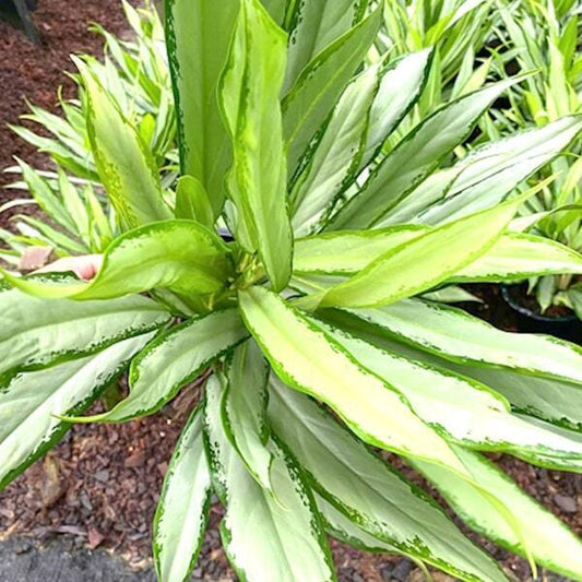 Aglaonema SEDTHEE MAI
