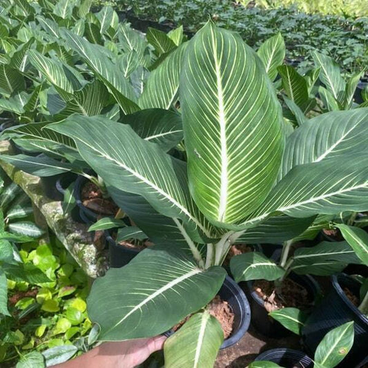 Aglaonema SERM BARAMEE