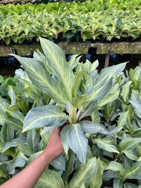Aglaonema SIRI KANJANA